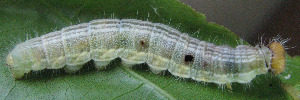 Hasora chromus chromus - Final Larvae